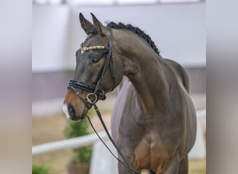 Hannoveraner, Wallach, 5 Jahre