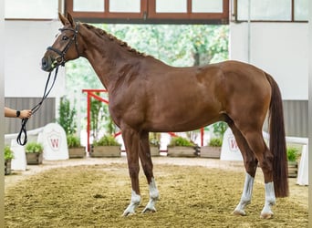 Hannoveraner, Wallach, 5 Jahre, Fuchs