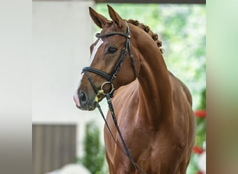 Hannoveraner, Wallach, 5 Jahre, Fuchs