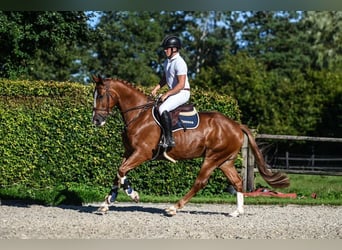 Hannoveraner, Wallach, 5 Jahre, Fuchs