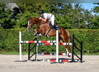 Hannoveraner, Wallach, 5 Jahre, Fuchs