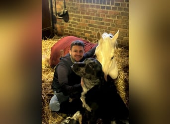 Hannoveraner, Wallach, 6 Jahre, 145 cm, Palomino