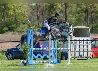 Hannoveraner, Wallach, 6 Jahre, 156 cm, Apfelschimmel