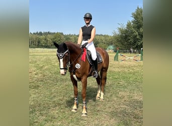 Hannoveraner, Wallach, 6 Jahre, 162 cm, Fuchs