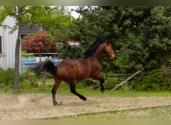 Hannoveraner, Wallach, 6 Jahre, 163 cm, Brauner