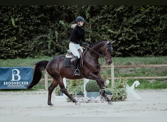 Hannoveraner, Wallach, 6 Jahre, 163 cm, Dunkelbrauner