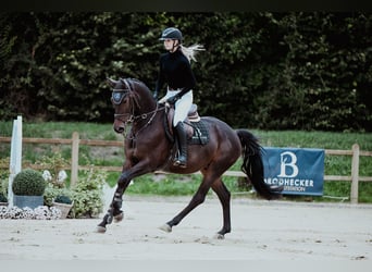 Hannoveraner, Wallach, 6 Jahre, 163 cm, Dunkelbrauner