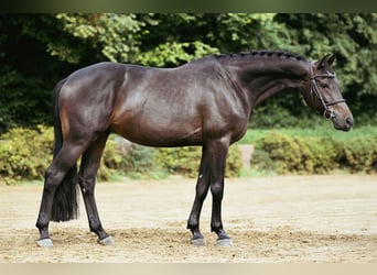 Hannoveraner, Wallach, 6 Jahre, 163 cm, Dunkelbrauner