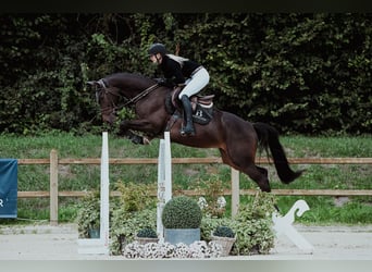 Hannoveraner, Wallach, 6 Jahre, 163 cm, Dunkelbrauner