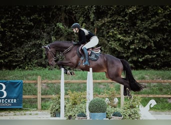 Hannoveraner, Wallach, 6 Jahre, 163 cm, Dunkelbrauner