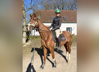 Hannoveraner, Wallach, 6 Jahre, 163 cm, Fuchs