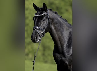 Hannoveraner, Wallach, 6 Jahre, 163 cm, Rappe