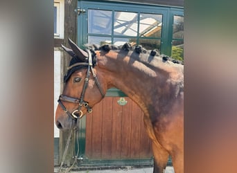 Hannoveraner, Wallach, 6 Jahre, 164 cm, Dunkelbrauner