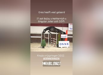 Hannoveraner, Wallach, 6 Jahre, 164 cm, Dunkelbrauner
