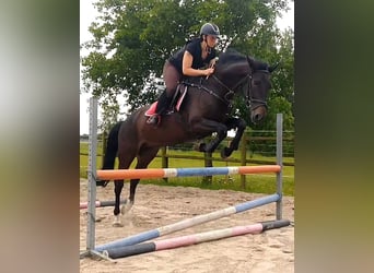 Hannoveraner, Wallach, 6 Jahre, 164 cm, Dunkelbrauner