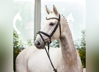 Hannoveraner, Wallach, 6 Jahre, 164 cm, Schimmel