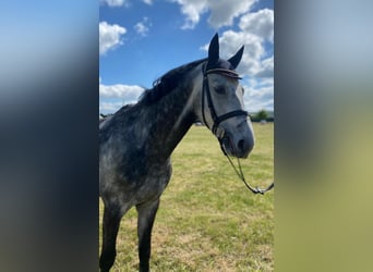 Hannoveraner, Wallach, 6 Jahre, 165 cm, Apfelschimmel