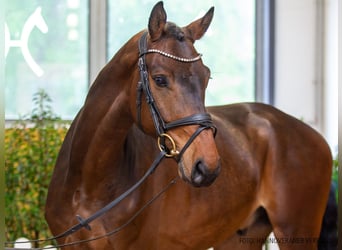 Hannoveraner, Wallach, 6 Jahre, 165 cm, Dunkelbrauner