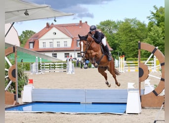 Hannoveraner, Wallach, 6 Jahre, 165 cm, Fuchs