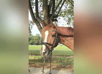 Hannoveraner, Wallach, 6 Jahre, 165 cm, Fuchs