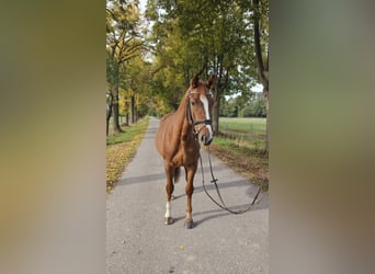 Hannoveraner, Wallach, 6 Jahre, 165 cm, Fuchs