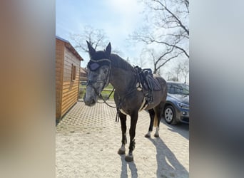 Hannoveraner, Wallach, 6 Jahre, 165 cm, Kann Schimmel werden