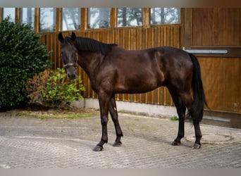 Hannoveraner, Wallach, 6 Jahre, 165 cm, Rappe