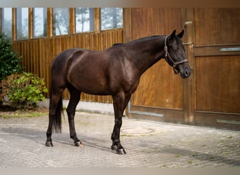 Hannoveraner, Wallach, 6 Jahre, 165 cm, Rappe