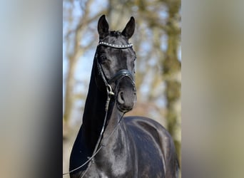 Hannoveraner, Wallach, 6 Jahre, 165 cm, Rappe