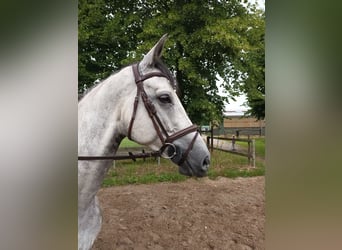 Hannoveraner, Wallach, 6 Jahre, 165 cm, Schimmel