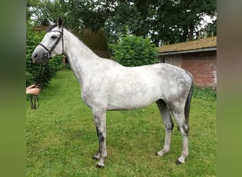 Hannoveraner, Wallach, 6 Jahre, 165 cm, Schimmel