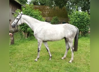Hannoveraner, Wallach, 6 Jahre, 165 cm, Schimmel