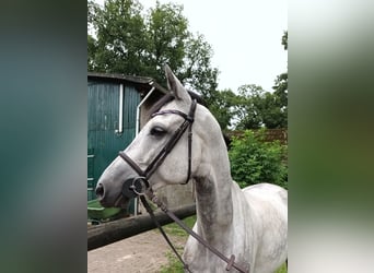 Hannoveraner, Wallach, 6 Jahre, 165 cm, Schimmel