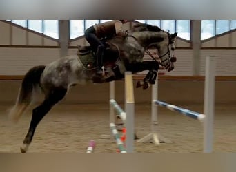 Hannoveraner, Wallach, 6 Jahre, 165 cm, Schimmel