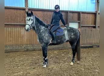 Hannoveraner, Wallach, 6 Jahre, 165 cm, Schimmel