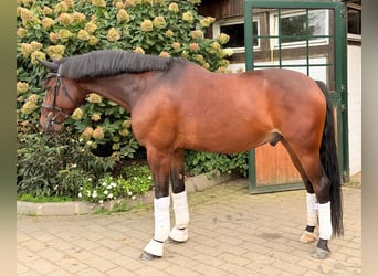 Hannoveraner, Wallach, 6 Jahre, 166 cm, Dunkelbrauner