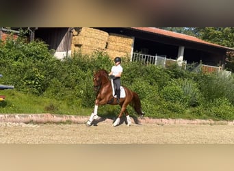 Hannoveraner, Wallach, 6 Jahre, 166 cm, Fuchs