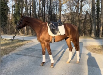 Hannoveraner, Wallach, 6 Jahre, 166 cm, Fuchs