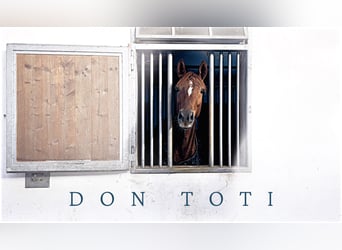 Hannoveraner, Wallach, 6 Jahre, 166 cm, Fuchs