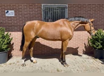 Hannoveraner, Wallach, 6 Jahre, 166 cm, Rotbrauner