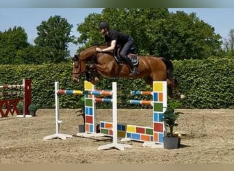Hannoveraner, Wallach, 6 Jahre, 166 cm, Rotbrauner