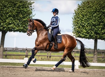 Hannoveraner, Wallach, 6 Jahre, 167 cm, Brauner
