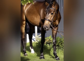 Hannoveraner, Wallach, 6 Jahre, 167 cm, Brauner
