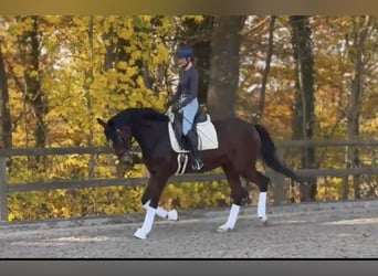 Hannoveraner, Wallach, 6 Jahre, 167 cm, Dunkelbrauner