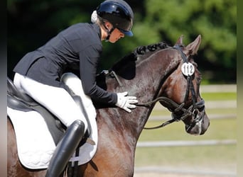 Hannoveraner, Wallach, 6 Jahre, 167 cm, Dunkelbrauner