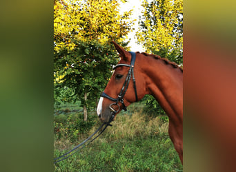Hannoveraner, Wallach, 6 Jahre, 167 cm, Dunkelfuchs