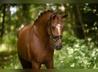 Hannoveraner, Wallach, 6 Jahre, 167 cm, Fuchs