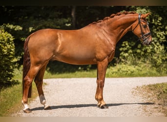Hannoveraner, Wallach, 6 Jahre, 167 cm, Fuchs
