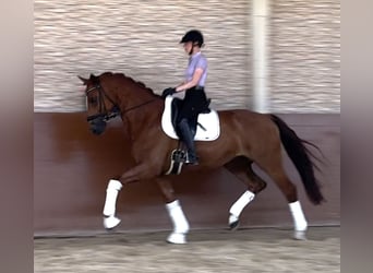Hannoveraner, Wallach, 6 Jahre, 167 cm, Fuchs