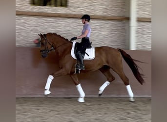 Hannoveraner, Wallach, 6 Jahre, 167 cm, Fuchs